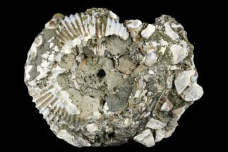 Pyrite Encrusted Ammonite Fossil - Russia #181222