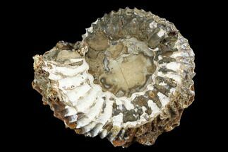 Jurassic Ammonite Fossil - Russia #181230