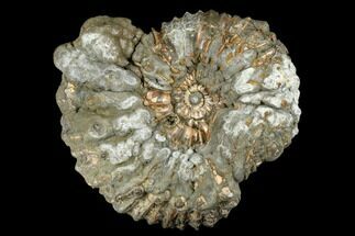 Iridescent, Pyritized Ammonite Fossil - Russia #181231