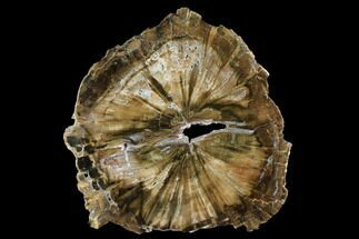 10" Triassic Petrified Wood (Woodworthia) Round - Zimbabwe - Fossil #181835