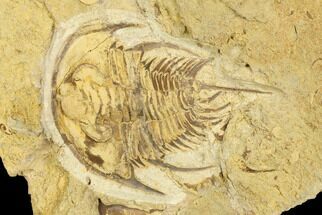 Rare, 1.85" Olenellus Trilobite From Rome Shale - Alabama - Fossil #181843