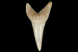 1.65" Fossil Shark (Carcharodon hastalis) Tooth - Bakersfield, CA - Fossil #178718