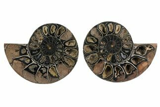 Black, Cut & Polished Ammonite - Crystal Filled #166729