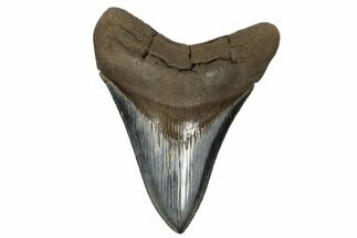 Serrated, Fossil Megalodon Tooth - Beautiful Enamel #182708