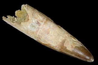 Rooted Cretaceous Fossil Crocodile Tooth - Morocco #182778