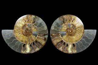 Very Large, Cut & Polished Ammonite Fossil - Madagasar #183360
