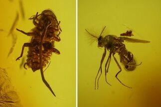 Fossil Fly (Diptera) and Aphid (Sternorrhyncha) in Baltic Amber #183531