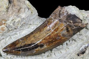 t rex tooth for sale