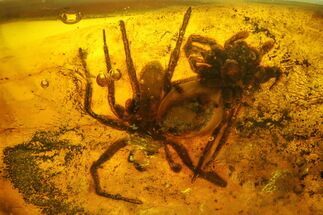 Two Detailed Fossil Spiders (Araneae) in Baltic Amber #183634