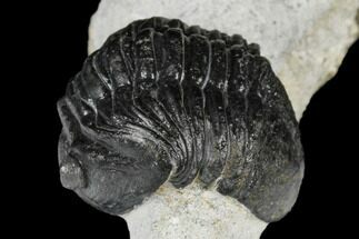 Jet Black, Asaphus Trilobite - Slemestadt, Norway #183628