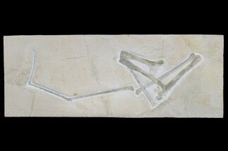 Pterosaur Wing (Azhdarchidae) - Solnhofen Limestone #183746