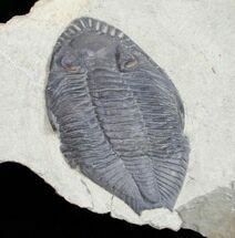 Rare Odontocephalus - One Of The Best Ever Found #11820