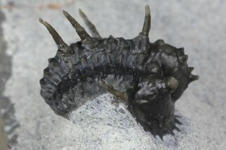 Rare, Proetid (Otarionella) Trilobite - Jebel Oudriss, Morocco #183723