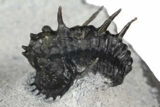 Rare, Proetid (Otarionella) Trilobite - Jebel Oudriss, Morocco #183723