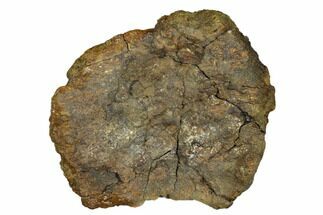 Fossil Ankylosaurid Ungual (Claw) Bone - Montana #183999