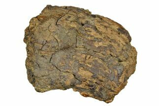 Fossil Ankylosaurid Ungual (Claw) - Montana #183999