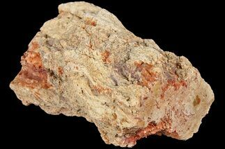 2.7" Petrified Wood (Araucaria) Limb - Madagascar  - Fossil #184192