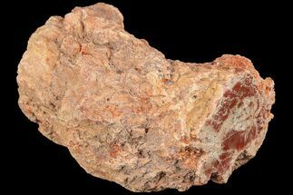 2.8" Petrified Wood (Araucaria) Limb - Madagascar  - Fossil #184193