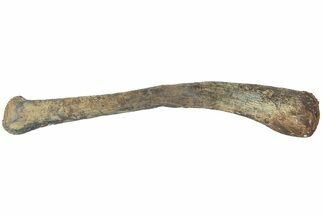 Fossil Dinosaur Ulna Bone - Hell Creek Formation, Montana #184633