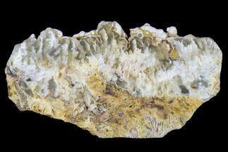 5.3" Polished Nydegger Plume Agate - Oregon - Crystal #141297