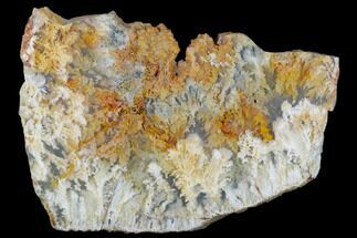 Gorgeous, 4.65" Polished Nydegger Plume Agate - Oregon - Crystal #141299