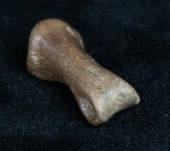 Small Theropod (Raptor) Toe Bone - Hell Creek Formation #11825