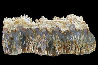 11" Graveyard Plume Agate Slab - Eastern Oregon - Crystal #184853