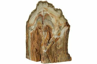 Polished Petrified Wood (Mahogany) Stand-up - Myanmar #185094