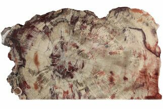 14.6" Colorful, Free-Standing, Petrified Wood (Araucaria) - Arizona - Fossil #185089