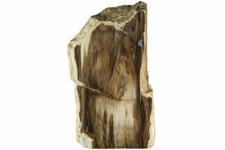 10.8" Polished, Petrified Wood (Metasequoia) Stand Up - Oregon - Fossil #185141