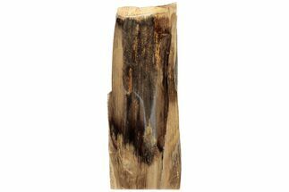 8.3" Polished, Petrified Wood (Metasequoia) Stand Up - Oregon - Fossil #185139