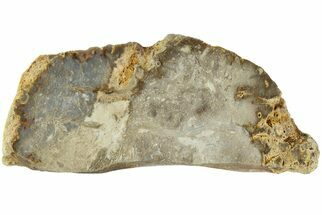 7.8" Polished, Jurassic Petrified Tree Fern (Osmunda) Slab - Australia - Fossil #185185
