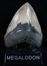 Quality Olive Colored Megalodon Tooth #11879