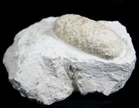 Fossil Crocodile Egg From France #2009