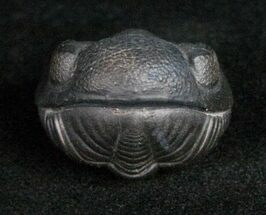 Perfectly Enrolled Eldredgeops Trilobite From New York #11893