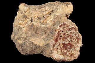 2.5" Petrified Wood (Araucaria) Limb - Madagascar  - Fossil #184163