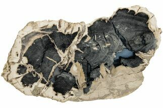 6.4" Polished Petrified Wood (Schinoxylon) End-Cut - Wyoming - Fossil #186030
