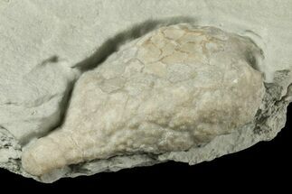 1.6" Cystoid (Holocystites) Fossil - Indiana - Fossil #186791