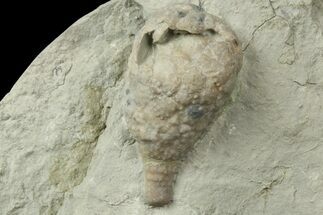 Cystoid (Holocystites) Fossil - Indiana #186794