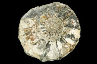 Horned Ammonite (Prionocyclus) Fossil - Kansas #187475
