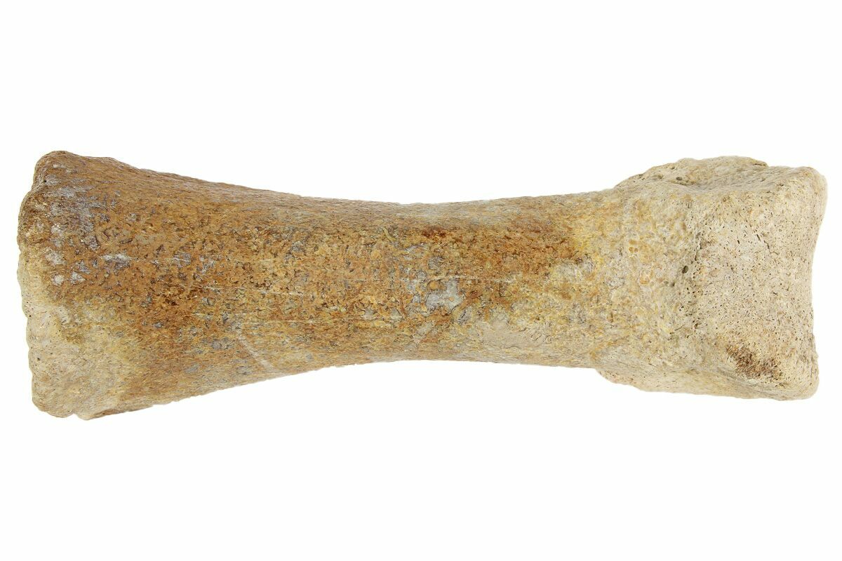 3.6" Pliocene Camel (Camelops?) Fossil Toe Bone Kansas For Sale
