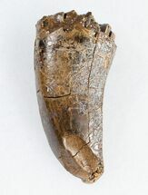 Tyrannosaurus (T-Rex) Tooth - Pathological #11919