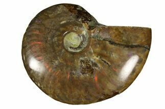 Red Flash Ammonite Fossil - Madagascar #187262