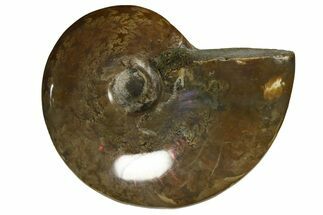 Red Flash Ammonite Fossil - Madagascar #187269