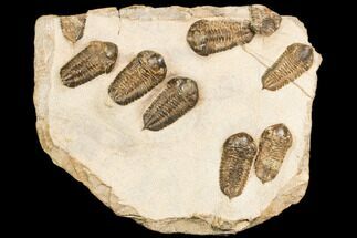 9.7" Cluster Of Ordovician Trilobites (Sokhretia?) - Erfoud, Morocco - Fossil #186745