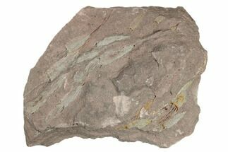 7.6" Eocrinoid (Ascocystites) Mortality Plate - Ordovician - Fossil #188624