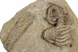 Fossil Starfish (Onychaster) & Crinoid - Crawfordsville, Indiana #188698