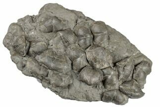 Cluster Of Pyrite Replaced Brachiopods - Sylvania, Ohio #188728