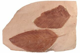 Two Red Fossil Hickory Leaves (Carya) - Montana - Fossil #189018