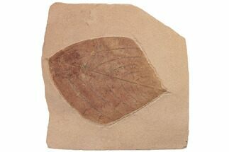 3.4" Red Fossil Hickory Leaf (Carya) - Montana - Fossil #188939